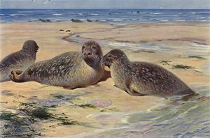 Common Seal