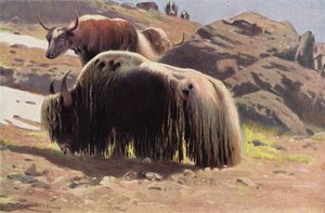 Domesticated Yak