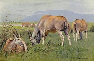 Eland by after Wilhelm Kuhnert