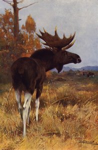 Elk or Moose