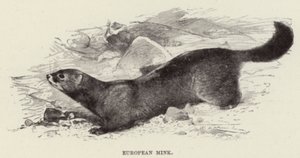European Mink by after Wilhelm Kuhnert