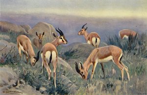 Gazelle by after Wilhelm Kuhnert
