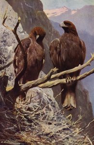 Golden Eagle by after Wilhelm Kuhnert