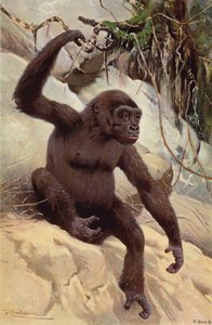 Gorilla