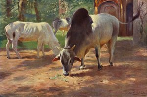 Indian Humped Cattle