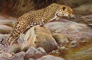 Leopard