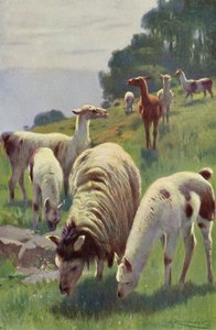 Llama by after Wilhelm Kuhnert