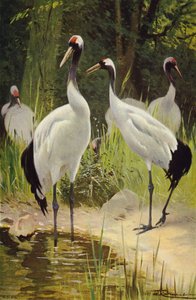 Manchurian Crane