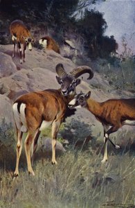 Mouflon by after Wilhelm Kuhnert