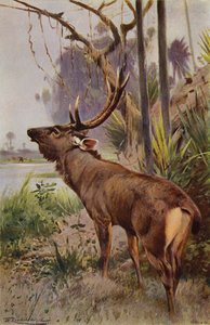 Sambar
