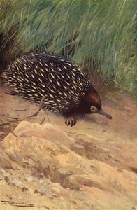 Spiny Ant-Eater