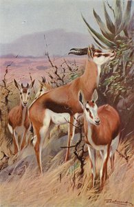 Springbok by after Wilhelm Kuhnert