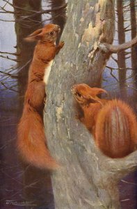 Squirrel