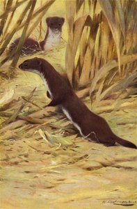 Weasel