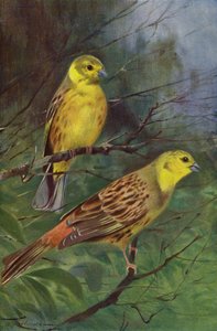 Yellow Bunting