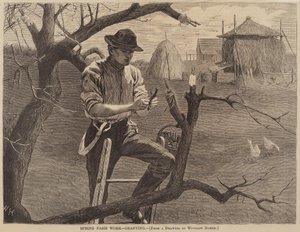 Spring Farm Work - Grafting