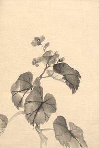 Branch of Begonia in Bloom by attributed to Kono Bairei