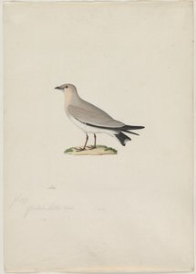 Small Pratincole (Glareola lactea)