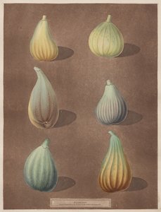 Pomona Britannica: No. 74 - Figs