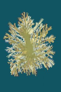 Abstract Coral Growth