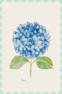 Blue Hydrangea Illustration