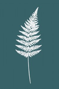 Elegant White Fern by cartissi
