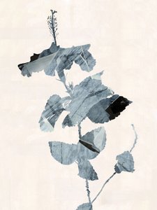 Hibiscus Bloom Abstract by cartissi