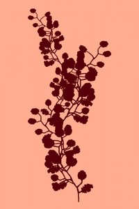 Peach Botanical Silhouette by cartissi