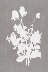 White Floral Silhouette by cartissi