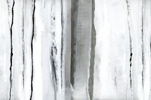 White Forest Abstraction