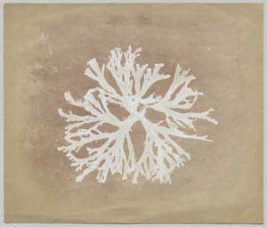 Algae