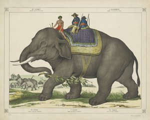The Elephant used for Elephant Hunting by firma Joseph Scholz