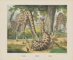 Giraffe by firma Joseph Scholz