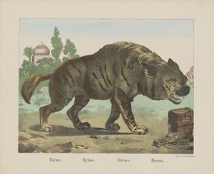 Hyena by firma Joseph Scholz