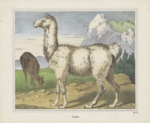 Lama by firma Joseph Scholz