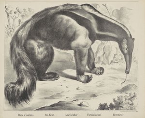 Ant-bear