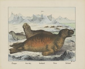 Seal