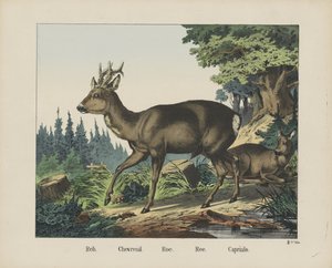 Roe Deer by firma Joseph Scholz