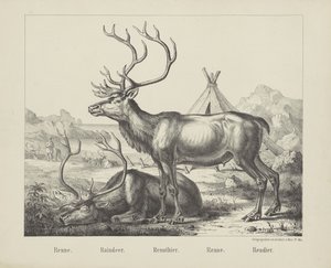 Reindeer by firma Joseph Scholz