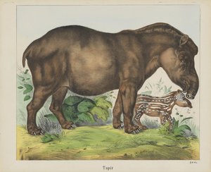 Tapir by firma Joseph Scholz