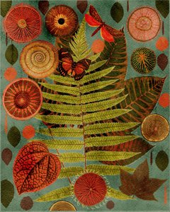 Forest Fern and Butterfly