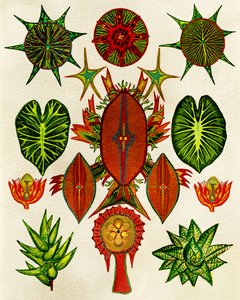 Intricate Nature Illustration