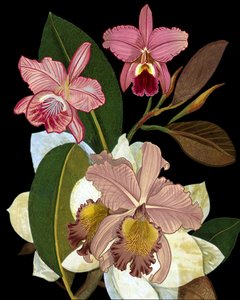 Orchids and Magnolias