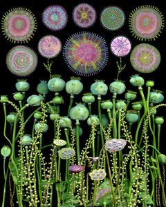 Poppy Pods and Mandalas by giovanna nicolo