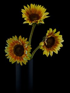 Golden Sunflower Arrangement by jlloydphoto