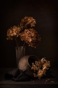Dark Hydrangea Still Life