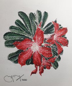 Desert Flower
