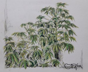 Cassava Plant