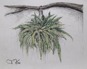 Ornamental Plant - Fern