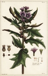 Black Henbane, Hyoscyamus niger Linn